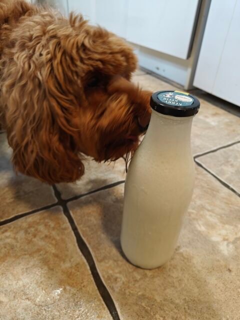 Image showcasing Can Dogs Have Kefir? Benefits of Kefir for Pets | Kerry Kefir