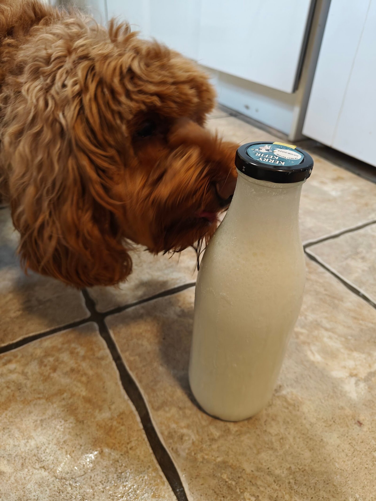 Dog licking the otherside of a bottle of Kerry Kefir
